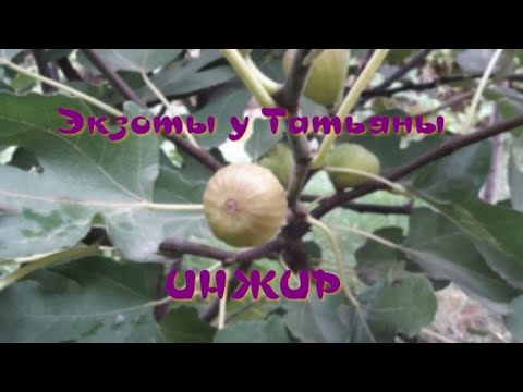 Видео: Инжир Карликовый| Инжир Брунсвик
