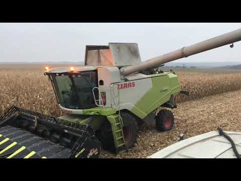 Видео: Комбайн CLAAS Tucano 580 і Olimac Drago GT. Збирання урожаю кукурудзи 2021 #claas #olimac #хтз