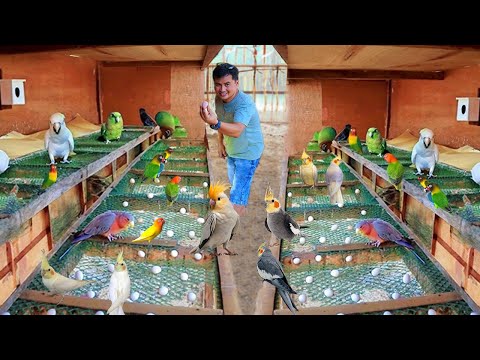 Видео: Гениальные методы выращивания и разведения птиц! Мой естественный вольер с кореллами и их птенцами