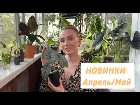 Видео: Обзор новинок | Апрель-Май