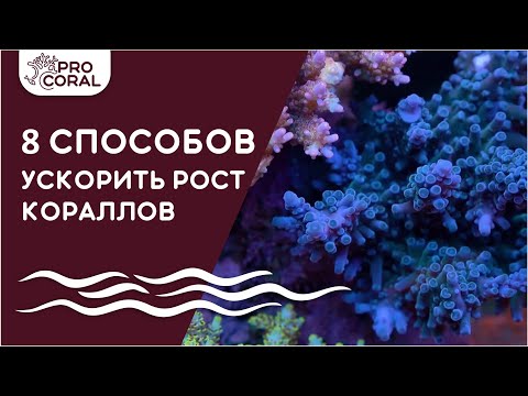 Видео: ТОП-8 СПОСОБОВ УЛУЧШИТЬ РОСТ КОРАЛЛОВ! Как получить красивый рифовый аквариум быстрее