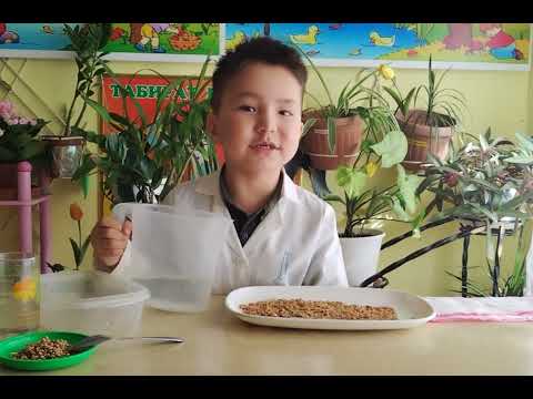 Видео: "Мен зерттеушімін" "Айналайын" бөбекжайы" Жаңабайұлы Нартай