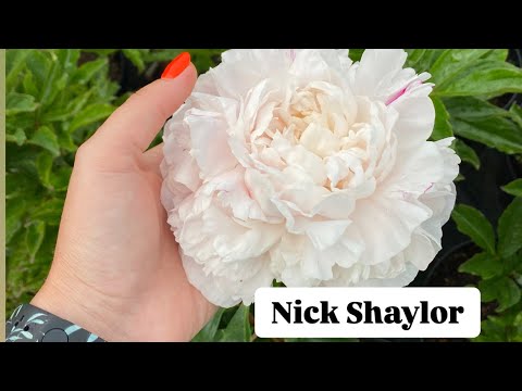 Видео: Півонія,що закохує з першого погляду | Nick Shaylor — розкішна півонія у горщику, яку легко посадити