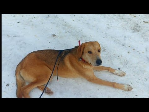 Видео: Охота с русской гончей на зайца , Бой   вл. Петров  А. С.