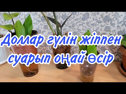 Видео: Доллар гүлінің өскіндерін жіппен суару арқылы тез өсіруге болады.2- бөлім. #үйгүлдері #гүл