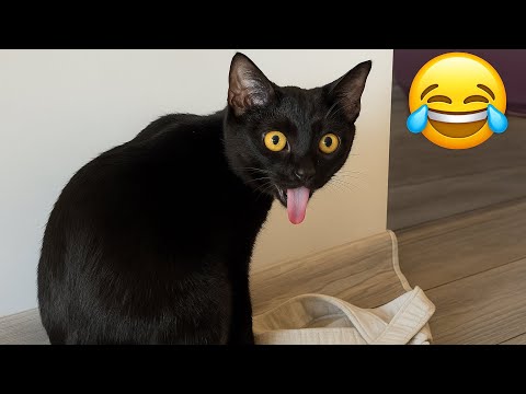 Видео: 😂 Лучшее из смешных собак и кошек 2025 года 😹 | Подборка самых милых и смешных моментов с животны...
