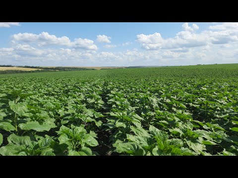 Видео: Подсолнечник Барле минимальная обработка .. #фермер #подсолнечник #экспресс #барле