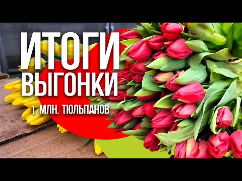 Видео: Выгонка 1 млн. луковиц тюльпанов. Итоги