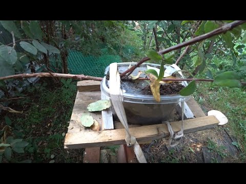 Видео: Лучший способ размножения жимолости