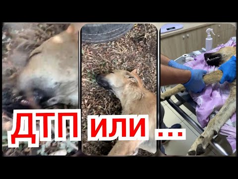 Видео: Сбила машина.