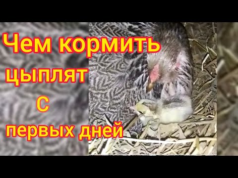 Видео: Цыплята-несушки растут как на дрожжах. Корм с первых дней жизни. 🐣🐤🐥