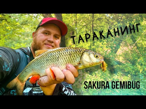 Видео: Тараканинг. Sakura Gemibug