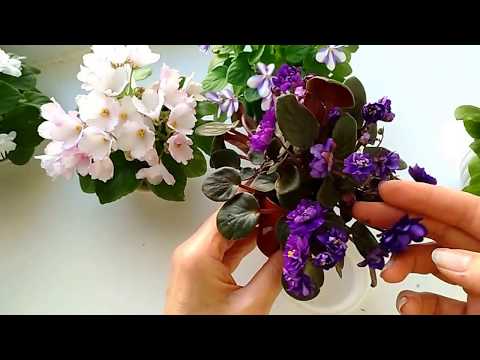 Видео: Фиалки-трейлеры (ампельные). Обзор. Фиалки Елены Свирской СПб.