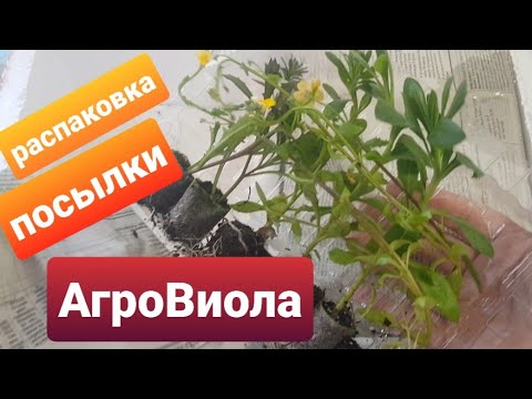 Видео: Вегетативные черенки из АгроВиолы/Распаковка посылки