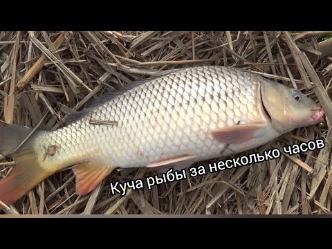 Видео: Ловим карпа в ноябре на Глубоком Турунчуке.