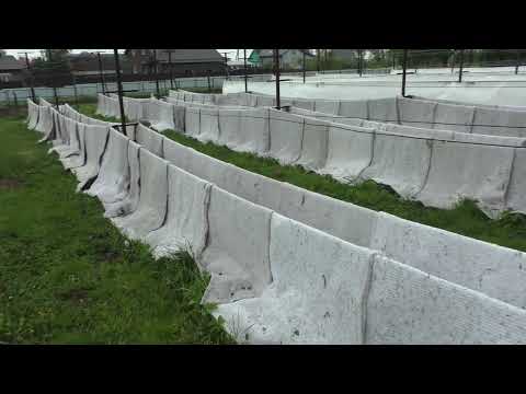 Видео: Заморозки не отпускают! Оцениваем ущерб и готовимся к следующей волне