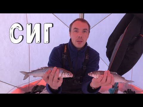 Видео: Ловля сига зимой, комфортная рыбалка в палатке с печкой.