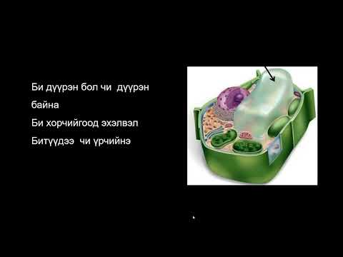 Видео: Биологийн хичээл №8 Эсийн бүтэц, үйл ажиллагаа