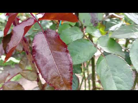 Видео: Срочная подвязка растущих побегов у роз.Молодая роза пошла в рост.