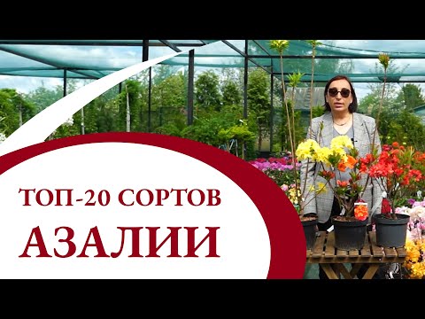 Видео: Топ 20 сортов АЗАЛИИ!