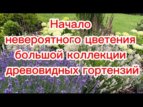 Видео: Начало невероятного цветения коллекции древовидных гортензий