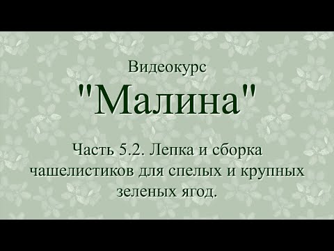 Видео: Часть 5.2. Малина. Лепка и сборка чашелистиков для спелых и крупных зеленых ягод.