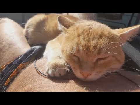 Видео: МУРЛЫКА ИЗ ДВОРА: ПЕСНЯ ПРО РЫЖЕГО КОТА | Purring from the Yard: A Song About a Ginger Cat