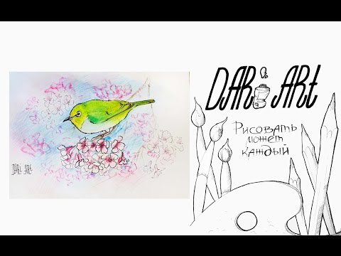 Видео: Рисуем иллюстрации! Как нарисовать птицу акварельными карандашами и линерами! #Dari_Art