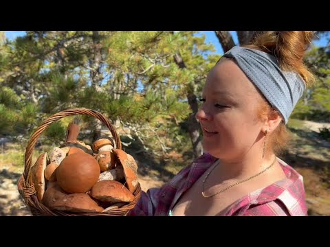 Видео: Грибной улов дня / Золотистый боровик и подосиновики в лесу Кейп-Кода