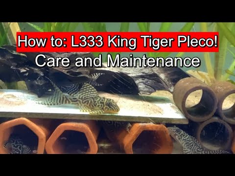 Видео: L333 King Tiger Pleco — информация по уходу и обслуживанию!