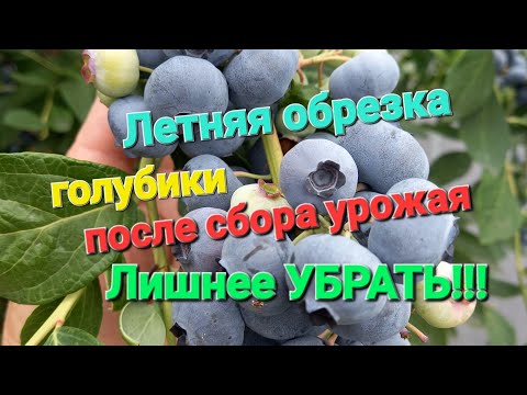 Видео: Обязательная ЛЕТНЯЯ обрезка голубики - это ЗАЛОГ БУДУЩЕГО УРОЖАЯ 