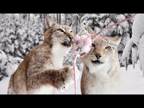 Видео: ПУМА НАЛА НЕОЖИДАННО ЗАХОТЕЛА СО МНОЙ ПОИГРАТЬ / Мейн-куны будят Алису / Дань бобру