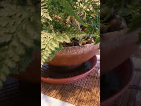 Видео: Даваллия уход и немного моих наблюдений