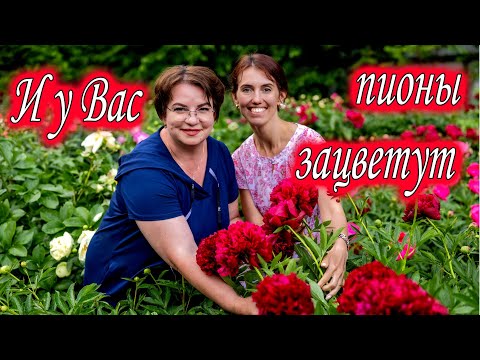 Видео: ЧТО НУЖНО, ЧТОБЫ ВЫРАСТИТЬ ШИКАРНЫЕ ПИОНЫ? ПИОНЫ ЗАЦВЕТУТ ОХАПКАМИ!  в гостях у Любови Аристарховой