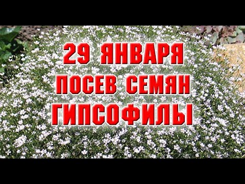 Видео: 29 января.  Посев гипсофилы