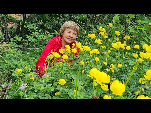 Видео: Купальниці в околицях Писаної криниці