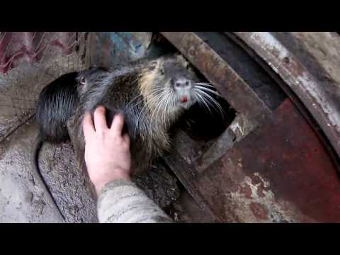 Видео: Сколько живой вес  нутрии , одной 11 мес., другой , 4 года .
