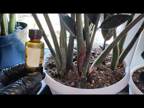 Видео: 1 КАПЛЯ в ЗАМИОКУЛЬКАС и даже чахлый цветок ВЫДАСТ МНОГО НОВОЙ МОЩНОЙ ЛИСТВЫ