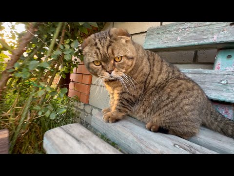 Видео: обзор ЧОКУПИЛЛ для МАМИНОГО комфорта // у нас на Юге наступило "МОСКОВСКОЕ" лето в сентябре
