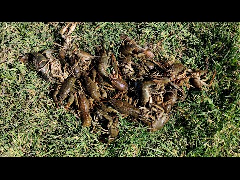 Видео: Закинул раколовки и был в шоке от улова!!! Первые раки в 2024 году