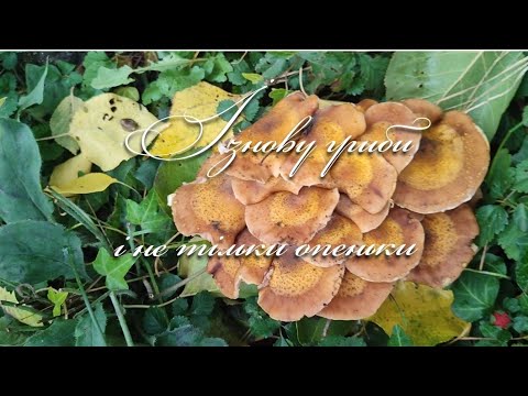 Видео: Харківщина. І знову гриби... Потрібна ваша порада..