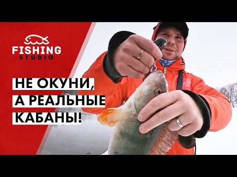 Видео: Не ОКУНИ, а реальные КАБАНЫ! | Стоило облегчиться и тут как заклевало!!! | ВихровLIFE