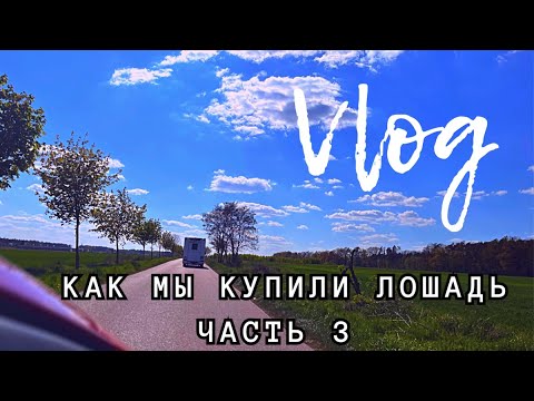Видео: Как мы купили ЛОШАДЬ: часть 3