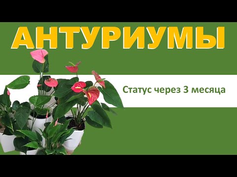 Видео: АНТУРИУМЫ в разных грунтах, статус через 3 месяца после пересадки