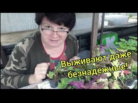 Видео: Растения из ПОСЫЛКИ. Что делать дальше? ИНСТРУКЦИЯ для чайников и не только 😉