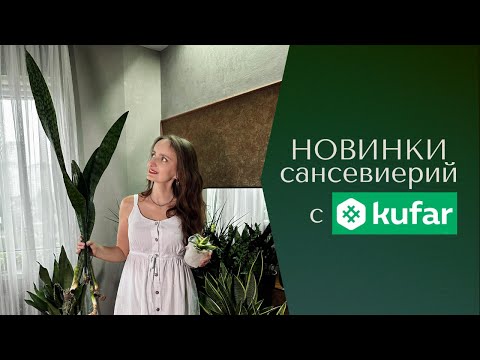 Видео: Новинки сансевиерий с Куфара: АУБРУТИАНА ДРАГОН и ХАННИ