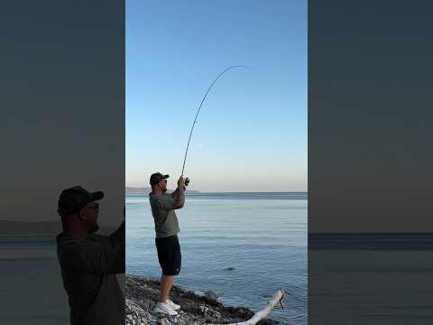 Видео: ❗️Один из способов ловли на Черном море🎣 #dropshot #рыбалка #fishing #rockfishing #черноеморе