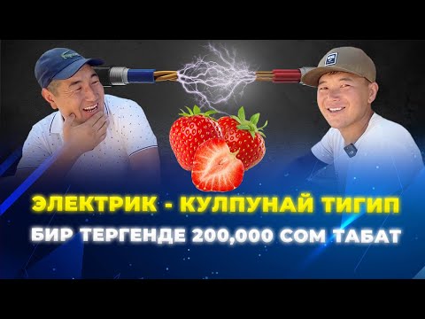 Видео: Альбионду кеч тигип, мөмө жок кезде кымбат баада сатып жатат!