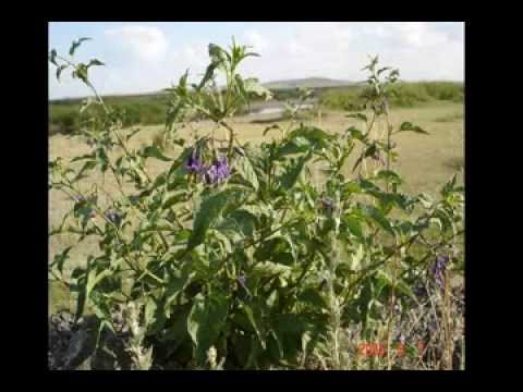 Видео: Ботакара