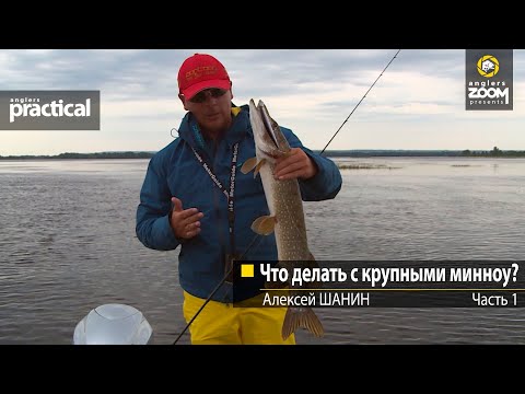 Видео: Что делать с крупными минноу? Алексей Шанин Часть 1. Anglers Practical